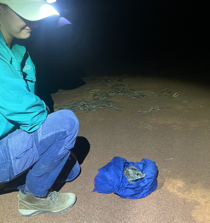 Intern Megan Suthers releases 'Beaver' the Chuditch at Mt Gibson Wildlife Sanctuary, Western Australia.