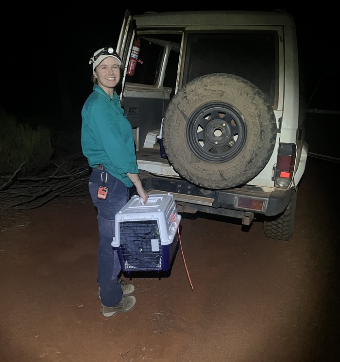 Intern Megan Suthers prepares for Chuditch release at Mt Gibson Wildlife Sanctuary, Western Australia.,