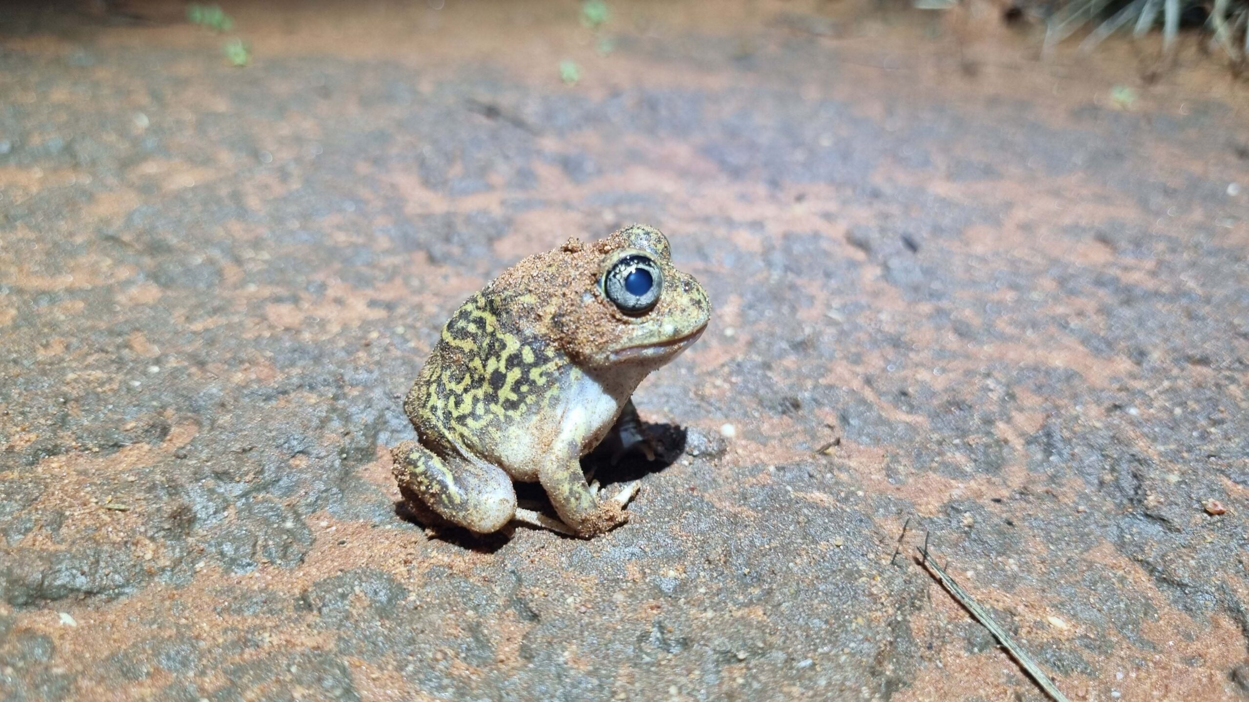 Neobatrachus Sp Burrowing Frog Small