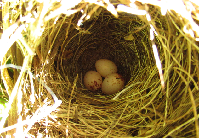 A Purple-crowned Fairy-wren nest. The dome-shaped nests are made from rootlets, grass stems, leaves and bark, and are lined with fine rootlets and grass. 