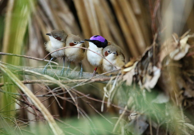 A male Purple-crowned Fairy-wren during mating season, seen here with his vivid purple cap feathers, and females of the same species. 
