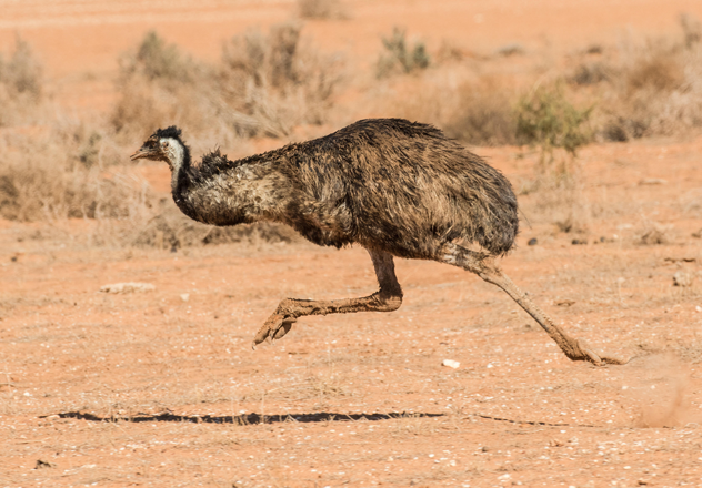 An Emu (Dromaius novaehollandiae) photographed mid stride.