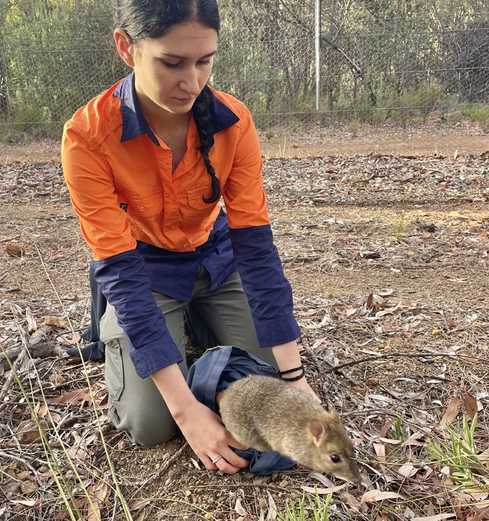 Christina releasing a Woylie (Brush-tailed Bettong).