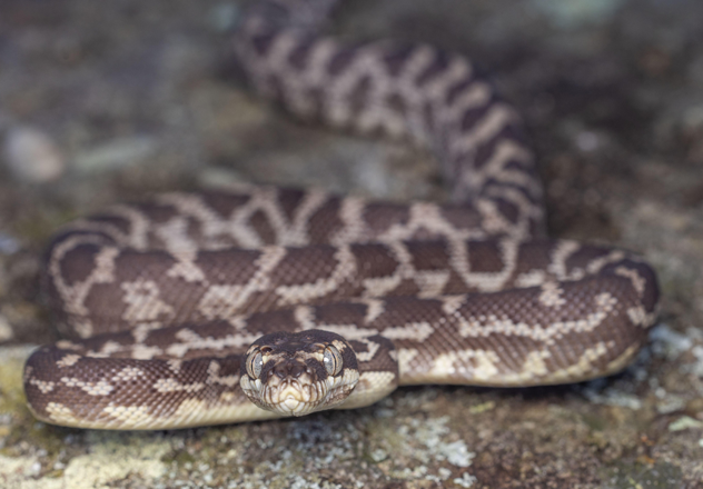 Specialised scales give an evolutionary advantage to Rough-scaled Pythons. 