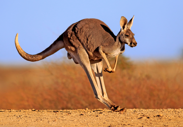 An adult Red Kangaroo mid bounce in Sturt National Park, NSW. 