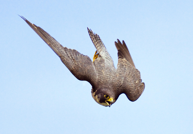 A Peregrine Falcon (Falco peregrinus) stooping.