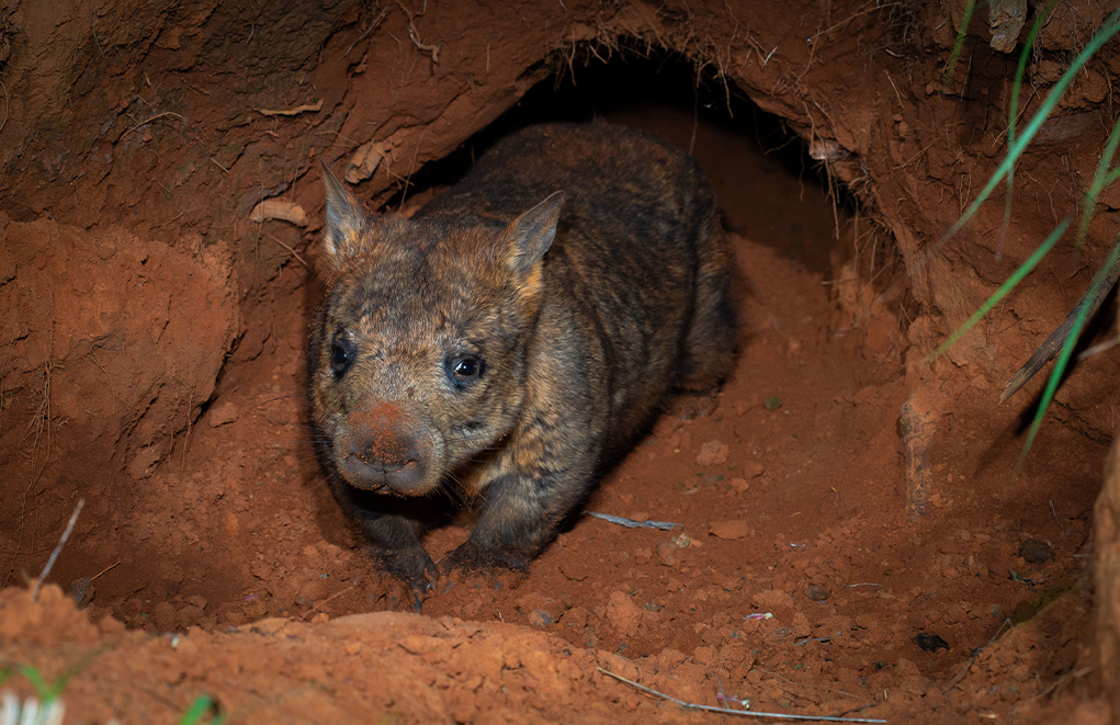 Northern Hairy Nosed Wombat